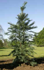 pin de Wollemi